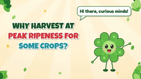Why Harvest at Peak Ripeness for Some Crops?